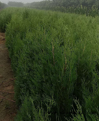 河北侧柏苗木种植基地