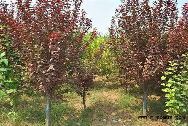 河北邯郸磁县铁西南来村金生种植合作社