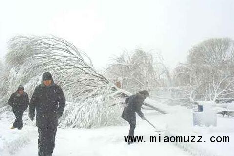 大雪对林木的危害