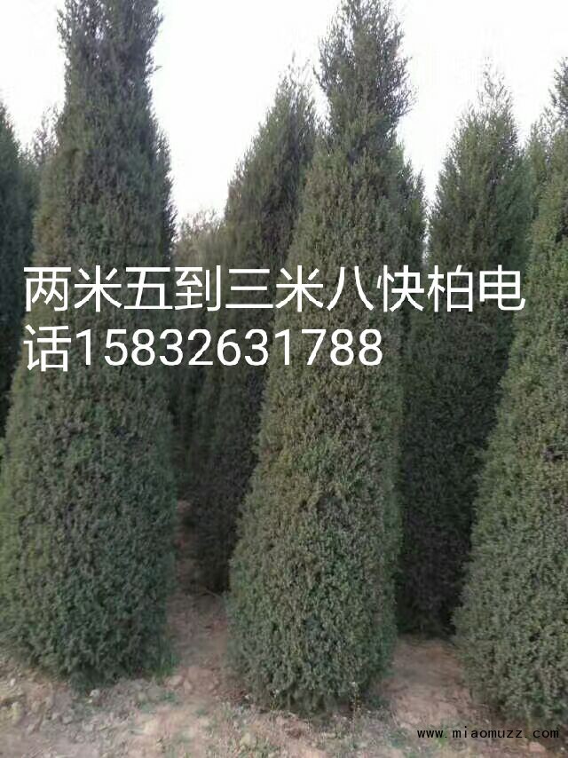 柏树价格