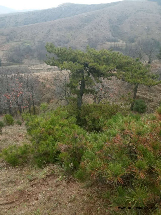 造型油松种植基地