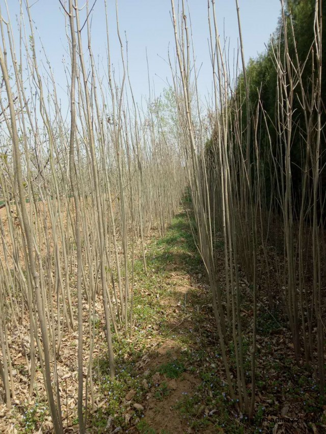 白蜡苗木种植基地