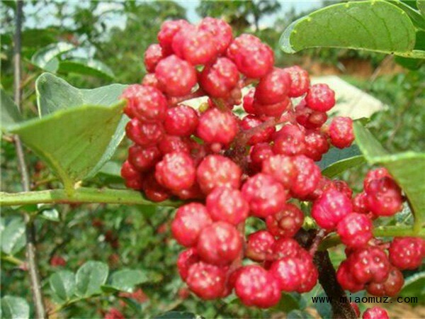 狮子头花椒苗怎么种植选购花椒苗注意什么