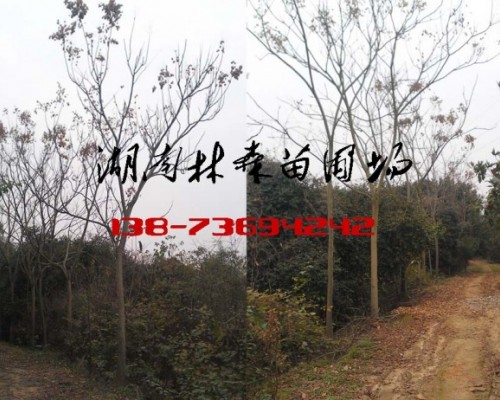 栾树基地价格|8公分栾树|10公分栾树价格|12公分栾树