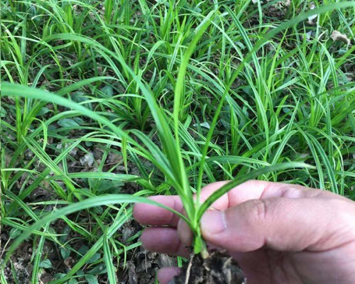 崂峪苔草 北京崂峪苔草种苗基地直供