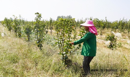 新建梨园需要注意这些问题，要从幼树期抓起