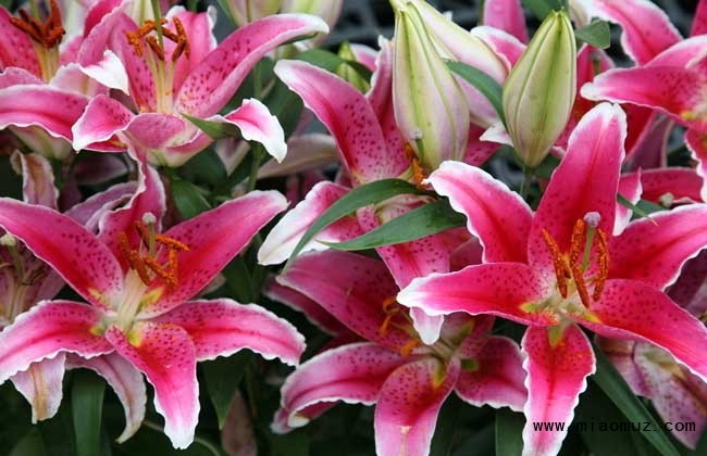 盆栽百合花怎么养