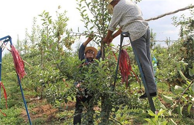 苹果摘心方法和注意事项