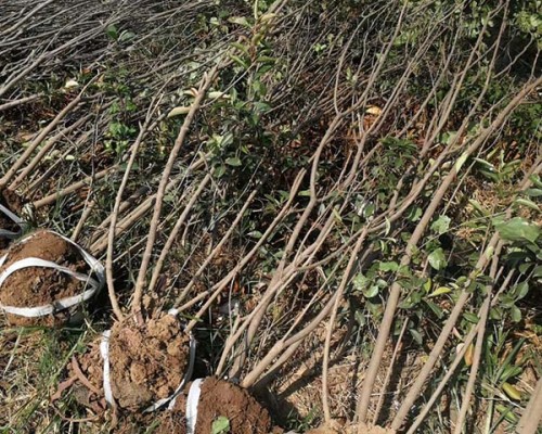 丛生丁香出售、2米丛生丁香大量出售