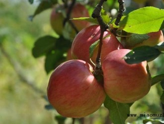 探讨晚熟苹果采收后果园管理