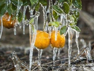 柑橘越冬妨害的注意事项